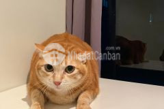 Bán nhà phú nhuận 3 tầng btct 2 mặt hẻm hxh chỉ có 3.69 tỷ