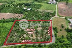 Cần bán 1 hecta đất có thổ cư buôn đôn đắklak