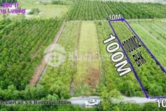 1000m2 cln đường oto quá đẹp chỉ 1 25t bình đức