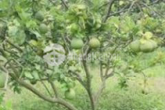 Chính chủ cần bán vườn mít