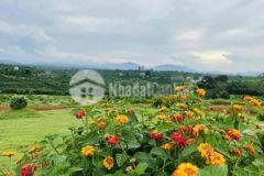 Một siêu phẩm đất thổ cư kế bên resort đôi dép