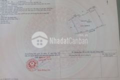 Bán rẫy sầu riêng thu nhập ổn định 500trmùa