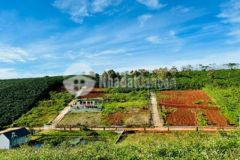 Cần bán gấp 500m2 đất phường lộc phát tp bảo lộc