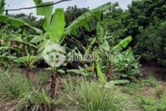 Đất vườn chôm chôm đã quy hoạch đất ở gia tân 3