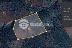 Cần bán vườn rẫy sầu riêng có thu nhập ổn định