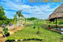 Bán đất 1000m2 trung lập hạ 1tỷ350 shr công chứng