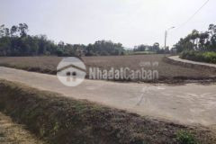 Bán đất trồng cây hằng năm