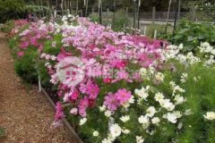 Biệt thự nhà vườn ở hoà sơn