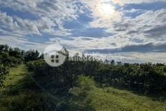 Bán 3 lô đất sào sông luỹ 8459m2 liền nhau, shr, công chứng ngay