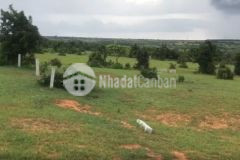 Bán đất sào sông luỹ, gần ql1a, công viên safari, shr