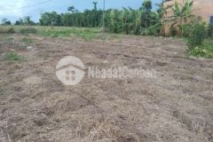 Chủ ngộp ra lô đất vườn giá cực rẻ