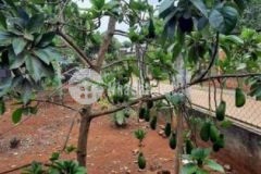 Lô đất full tc xã xuâb mỹ cẩm mỹ