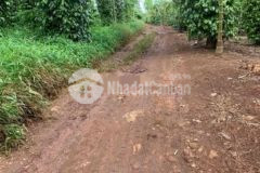 1800m2 đất vườn thị xã drong năng chỉ 290tr