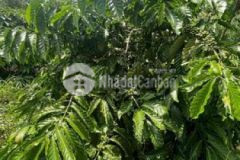 Gần 1 ha cfe với 116m bám đường ở chư sê giá chỉ 6