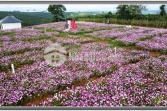 Bán đất nghỉ dưỡng sinh thái bảo lộc