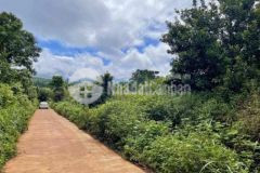 Bán đất đường betong chỉ 240tr 1000m2