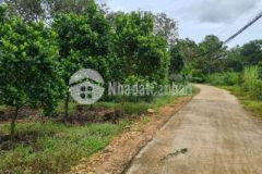 Bán vườn mít 150tr1000m2