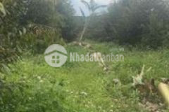 Đất rẫy sầu riêng đông đặc