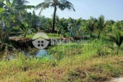 Đất vườn phong nẫm giồng trôm bến tre