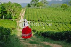 Đất nền mộc châu 13 000m2 sđcc view đẹp hơn 1trm