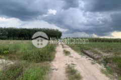 Cần ra sào đất ở long hòa dầu tiếng