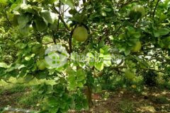 Ông anh kẹt tiền bán vườn 2900m2