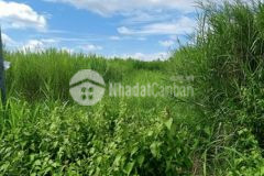 Cần bán nền tân hội mặt tiền lộ nhựa ô tô