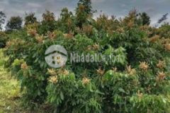 Chính chủ kẹt tiền bán rẻ lô đất vườn trái cây