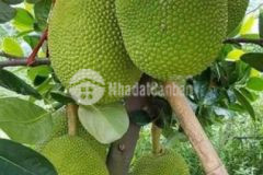 Đất vườn xã phước thạnh củ chi giá rẻ