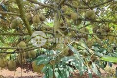 Bán đất bảo bình cẩm mỹ đồng nai