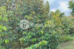 Bán đất vườn xuân tây cẩm mỹ đn