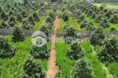 Vườn sầu riêng kính vườn nam 6 đang cho thu hoạch