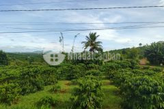 Chủ cân bán gấp mới ra được sổ vị trị 2 tiền thích hợp xây homestay