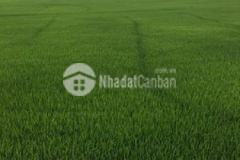 Đất ruộng mặt tiên đường 6m và mt kênh nước giá rẽ