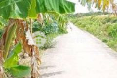 Bán 16 279m đất thổ vườn nhãn