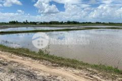 Đất lúa 2 mặt tiền bao 300 thổ