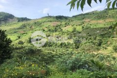 Bán 1.3ha đất bìa đỏ tại mộc châu sơn la. 6.3 tỷ. lh0946692359