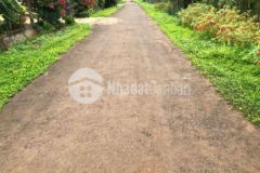 Lốc 6lô f0 eaning cưkuin giá hạt dẻ