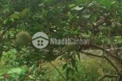 Nhà an thạnh cần bán