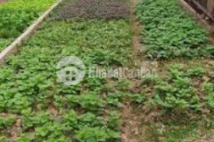 Đất thổ cư 123m chia đôi xã an thượng hoài đức