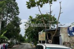 Nhà gác lững lavender chính chủ