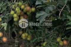 Đất vườn giá hạt giẻ