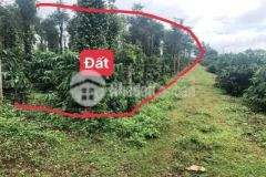 Đất ia grai 2mt dài cách nhựa 300m cách pleiku15km