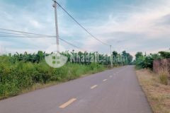 1 sào 2 full hồng bàu hàm trảng bom bao đẹp