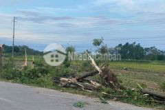 Bán ô đất 63 đồng chéo áo thanh trù vĩnh yên