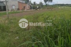 Bán 4 5 sào đất xuân đông cẩm mỹ có 600m thổ cư