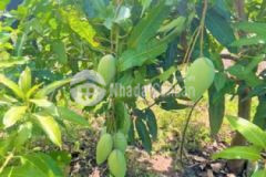 Vườn xoài chính chủ cần bán gấp ở xã la ngà