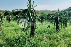 5000m2 full cln đât đẹp thanh sơn lương sơn hb