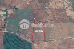 Bán 5458m2 đất trồng bạch đàn mặt tiền gần ql1a