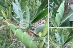 Cần tiền bán gấp 102m giá 25 5tr